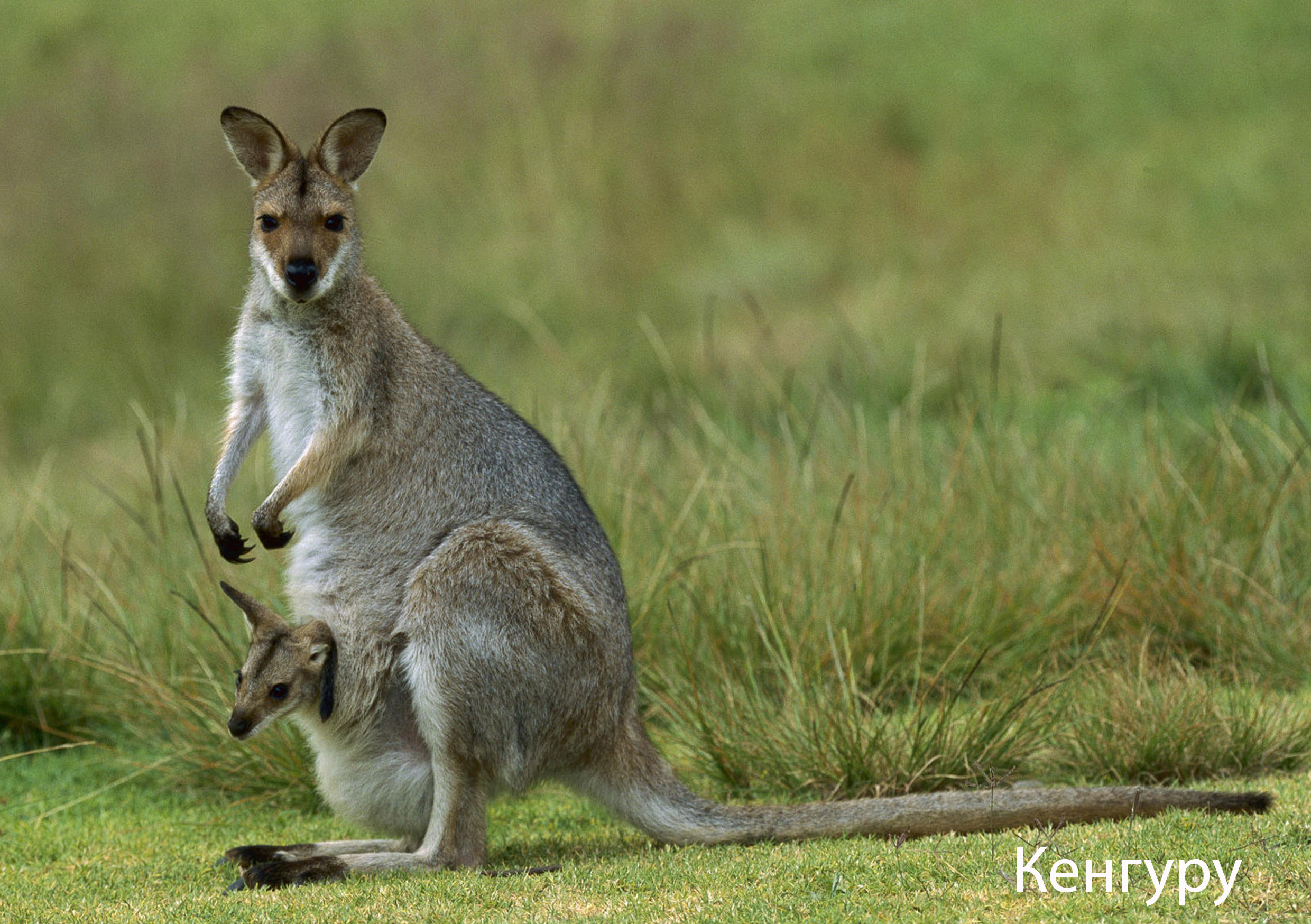 Как называют животный мир. Сумчатые животные Австралии кенгуру. Прыткий валлаби. Кенгуру в Австралии. Сумчатые кенгуру в Австралии.